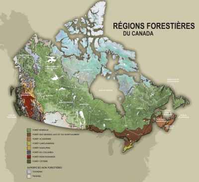 forets_canadiennes.png